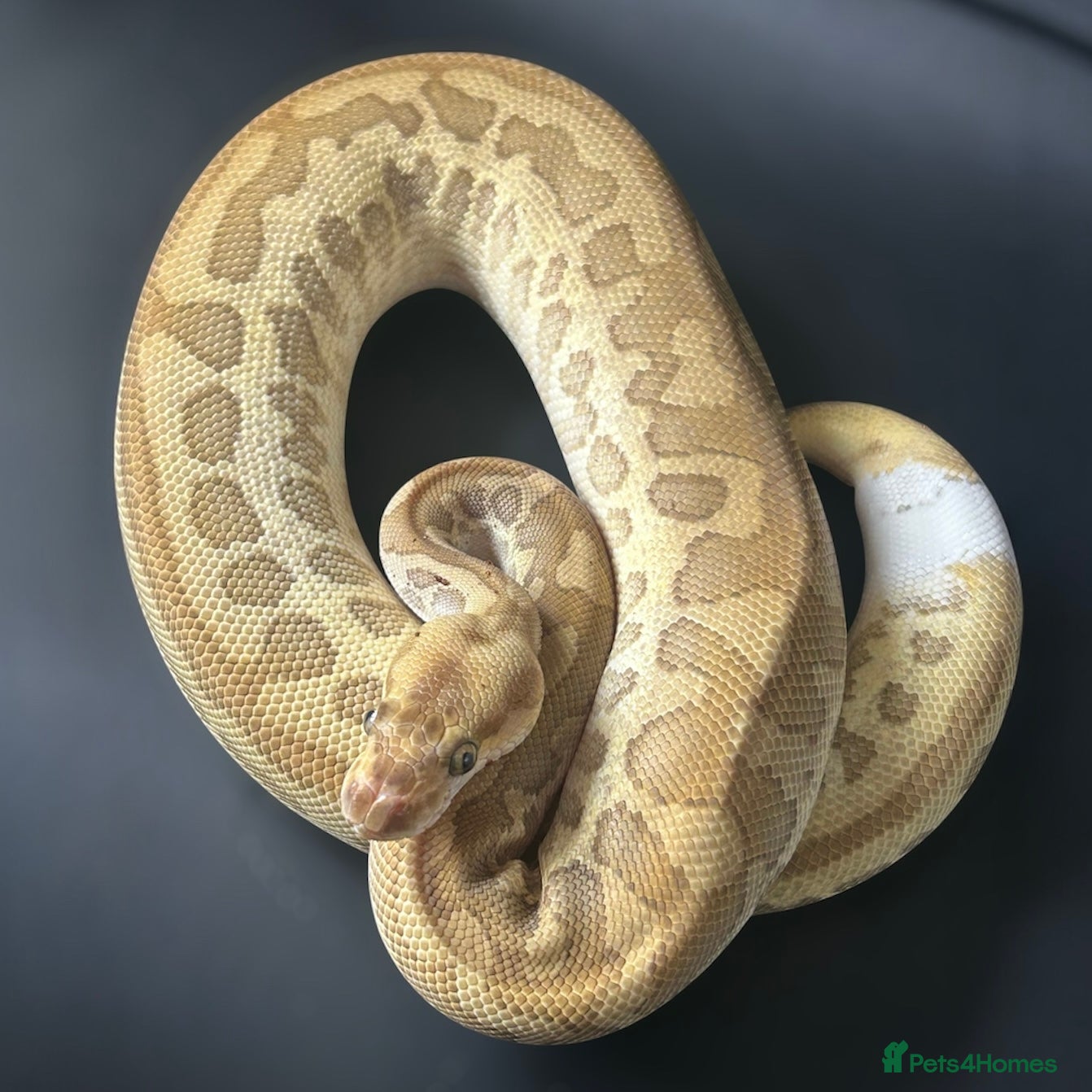Python Snake reptiles Royal Pythons Various Ones Available  - Advert 21