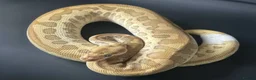 Python Snake reptiles for sale: Royal Pythons Various Ones Available  - Advert 1