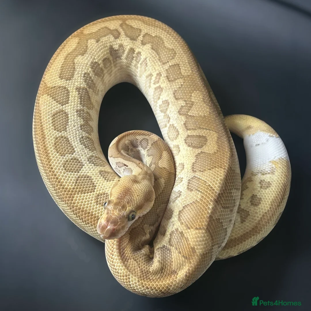 Python Snake reptiles for sale: Royal Pythons Various Ones Available  - Advert 1