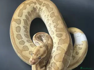 Python Snake reptiles Royal Pythons Various Ones Available - Advert 21