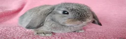 Mini Lop rabbits for sale: Baby mini lops for sale  - Advert 1