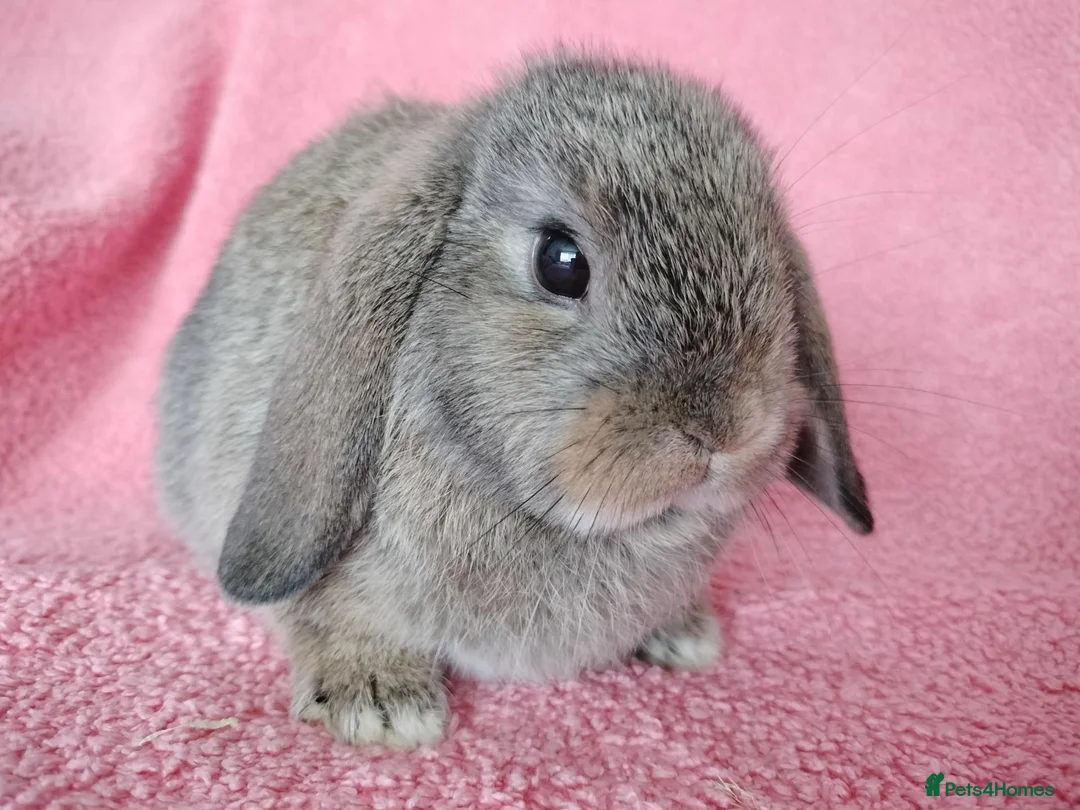 Mini Lop rabbits for sale: Baby mini lops for sale  - Advert 1