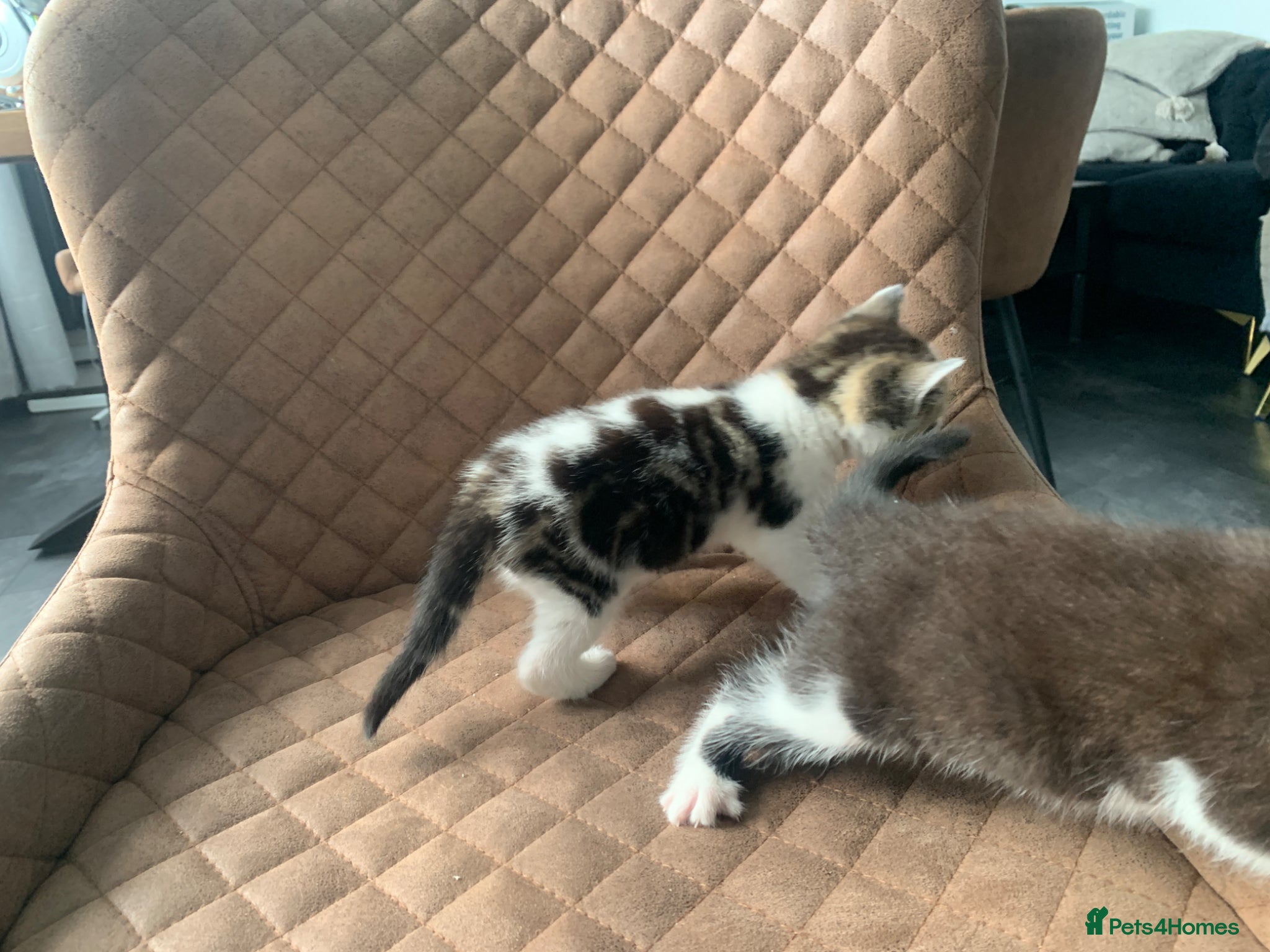 Mixed Breed cats for sale: Gorgeous Tabby Kittens - 3 Left - Advert 15
