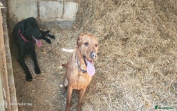 Labrador Retriever dogs for sale: Labrador puppies  - Image 7