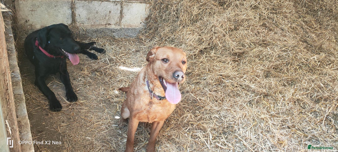 Labrador Retriever dogs for sale: Labrador puppies  - Image 7