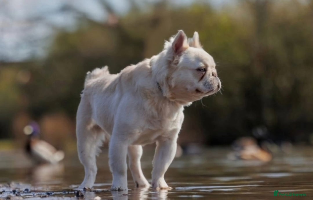French Bulldog dogs for stud: Platinum Full Fluffy Proven Stud 🧬 in Louth - Image 2