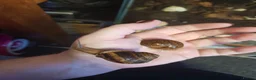 Snails invertebrates for sale: Native UK Snails bioactive tank in Barnsley - Advert 1