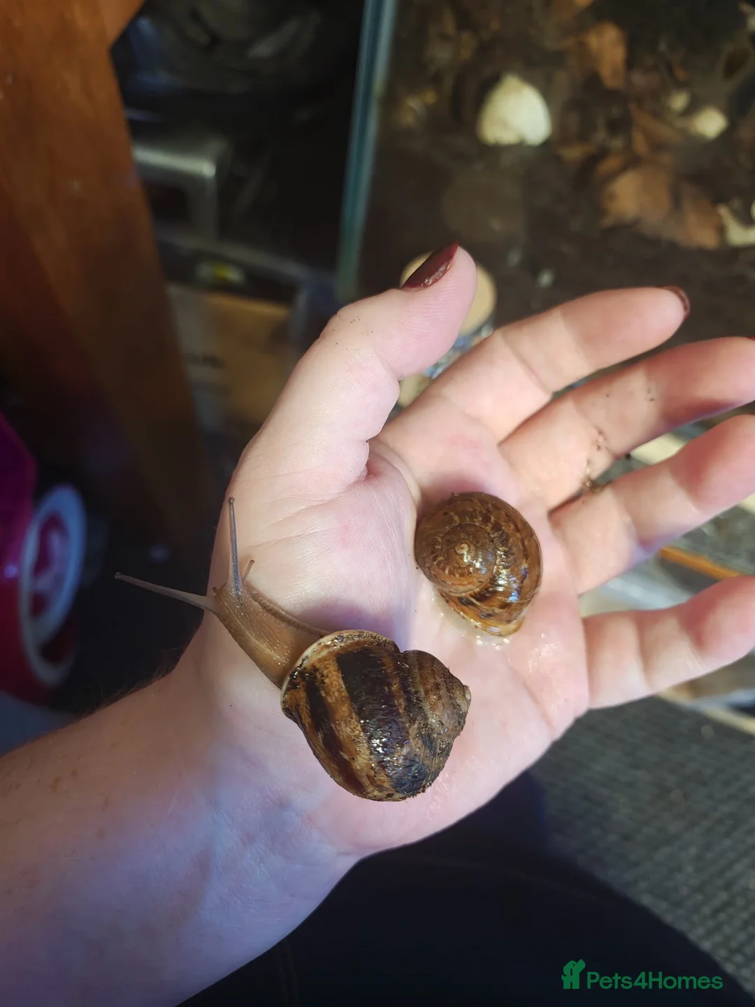 Snails invertebrates for sale: Native UK Snails bioactive tank in Barnsley - Advert 1