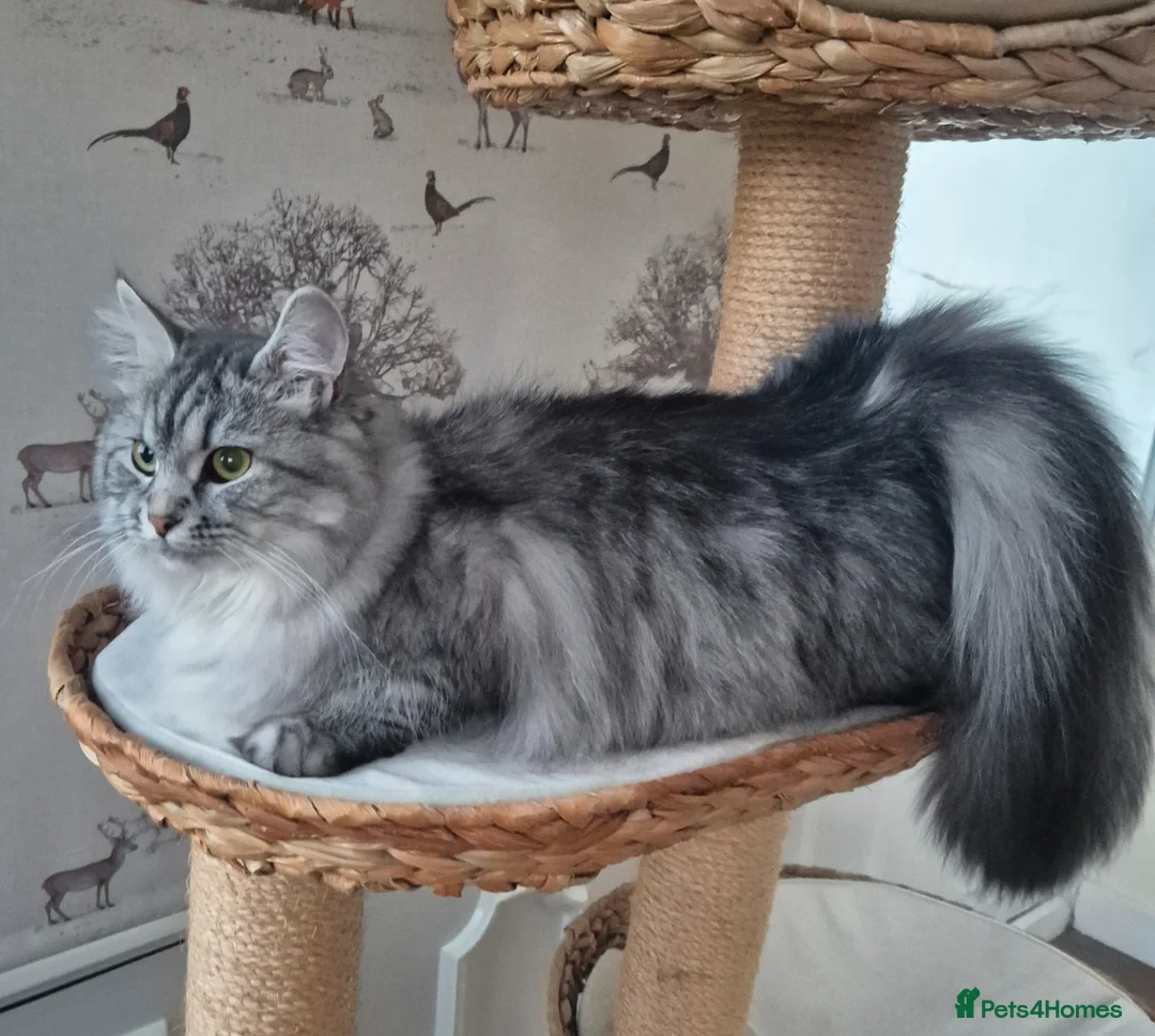 Siberian cats for sale: Stunning Siberian Girl Reg TICA and GCCF Active - Advert 2