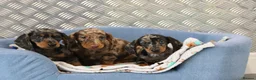 Miniature Dachshund dogs for sale: Beautiful Miniature Dachshund puppies for sale - Advert 1