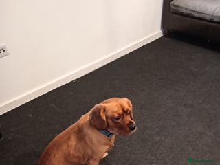 Sprocker dogs Sproker - Advert 9