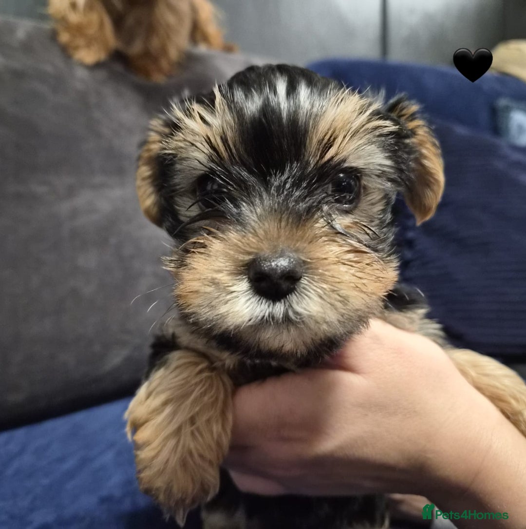 Yorkshire Terrier dogs for sale: Yorkshire terrier puppies (3 girls) - Image 38