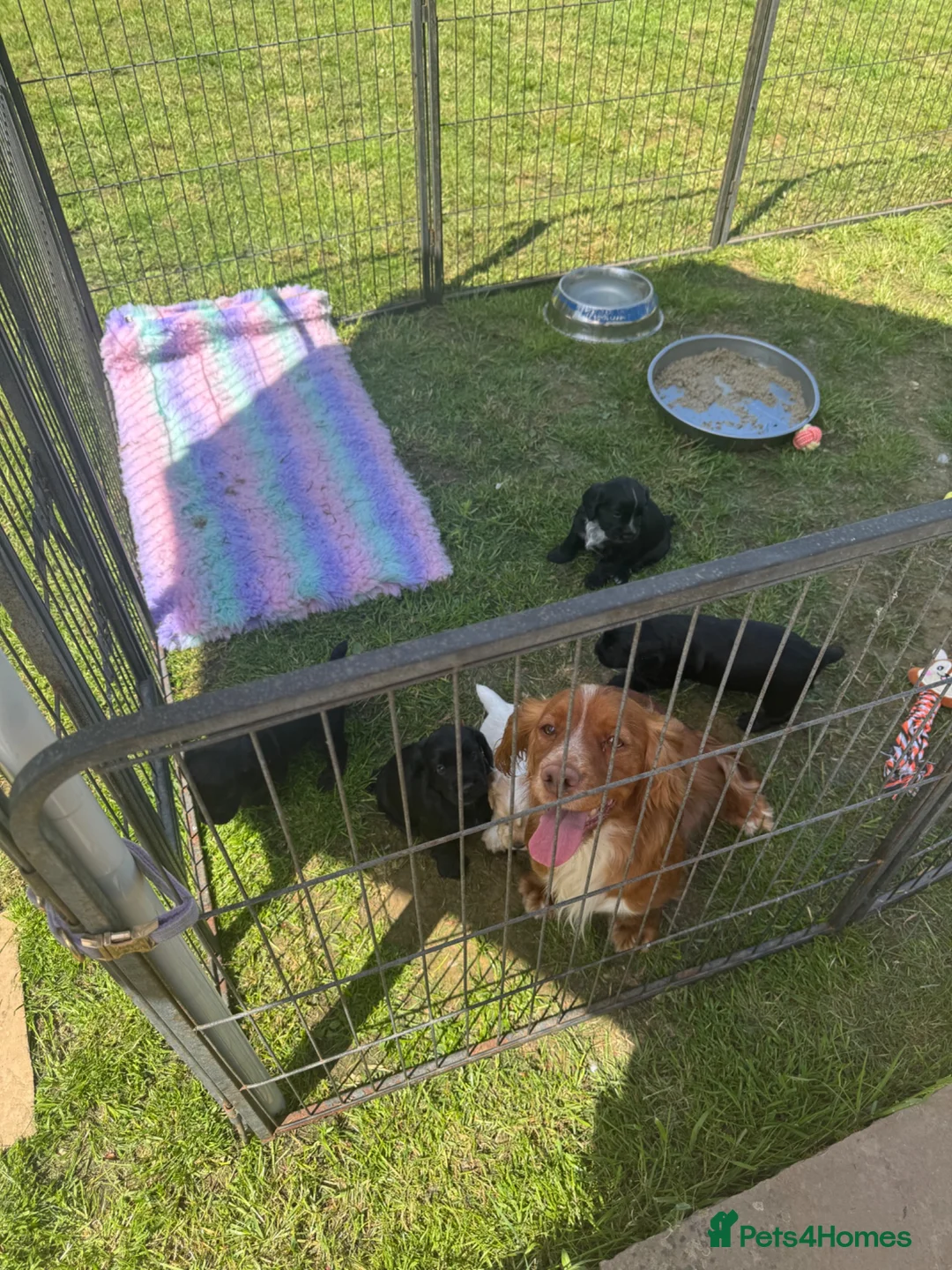Cocker Spaniel dogs for sale: 2 Beautiful Working Cocker Spaniel Boys - Advert 8