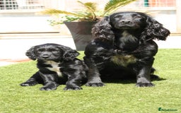Sprocker dogs for sale: My sweet peas SPECIAL indeed x - Image 22