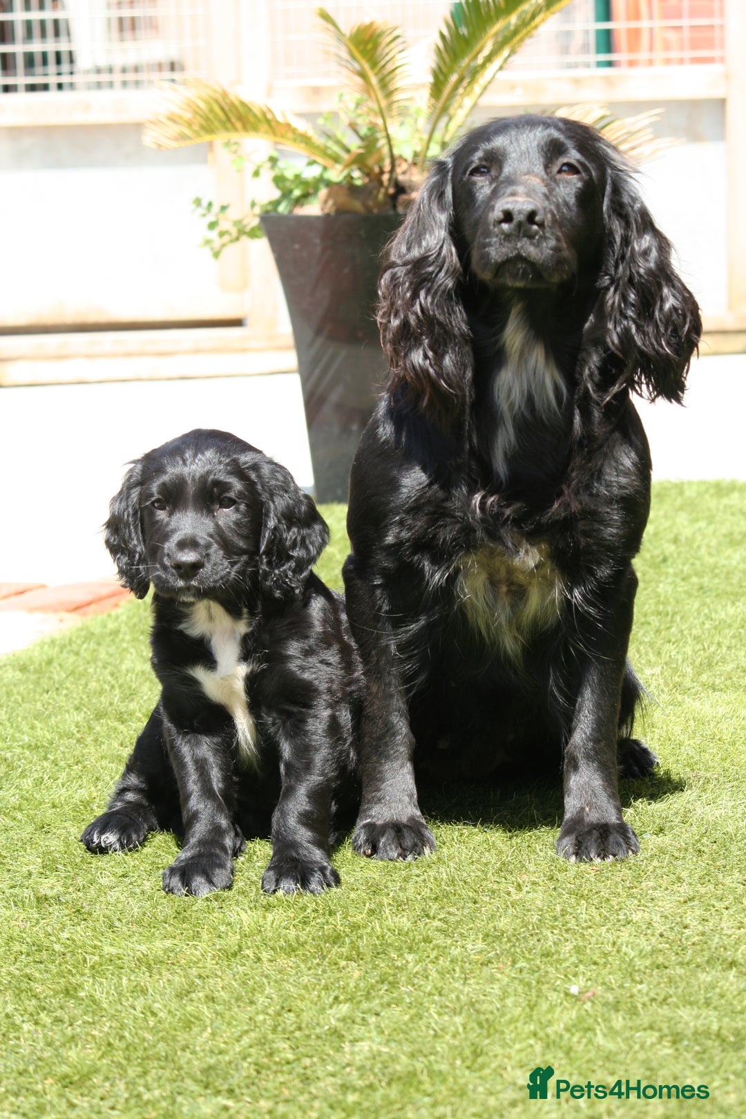 Sprocker dogs for sale: My sweet peas SPECIAL indeed x - Image 22
