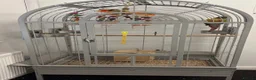 Parrots birds for sale:  Green-cheeked Conure parrot (Pyrrhura molinae)  in Cwmbran - Advert 2