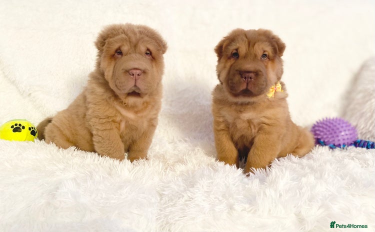 Shar Pei dogs - Advert 7