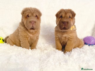 Shar Pei dogs - Advert 9