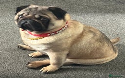 Pug dogs for sale: Stunning pug boy - Image 6