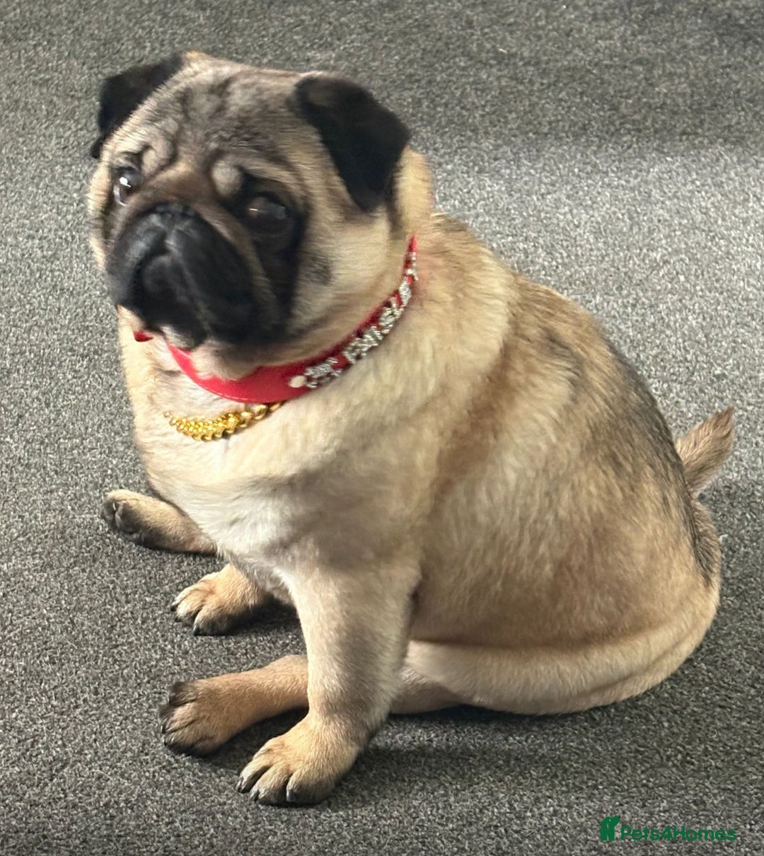 Pug dogs for sale: Stunning pug boy - Image 6