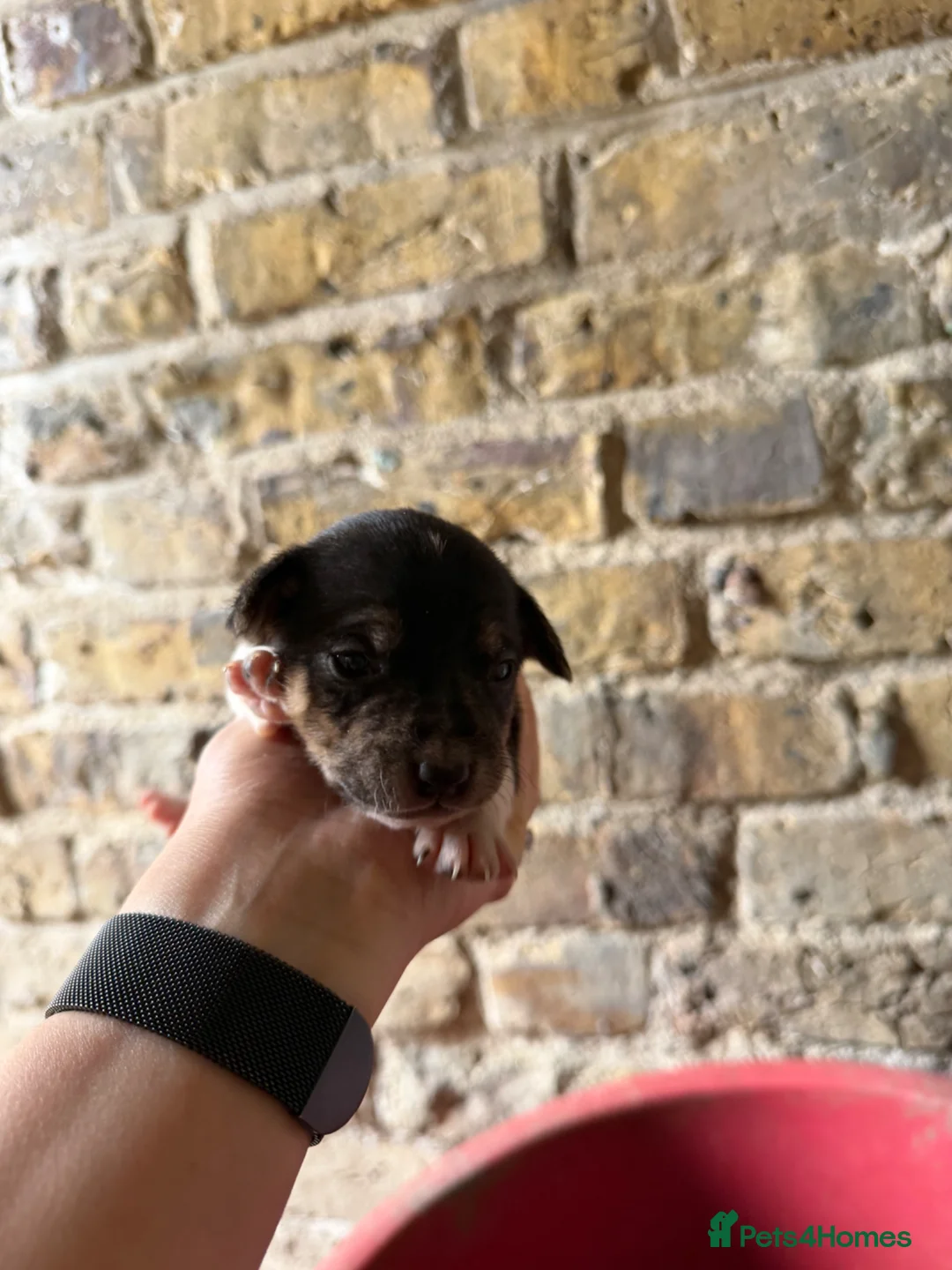 Jack Russell dogs for sale: Jack Russell puppies in Sheerness - Advert 13