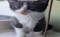 Mixed Breed cats for sale: Beautiful blue eyed kittens - Image 5