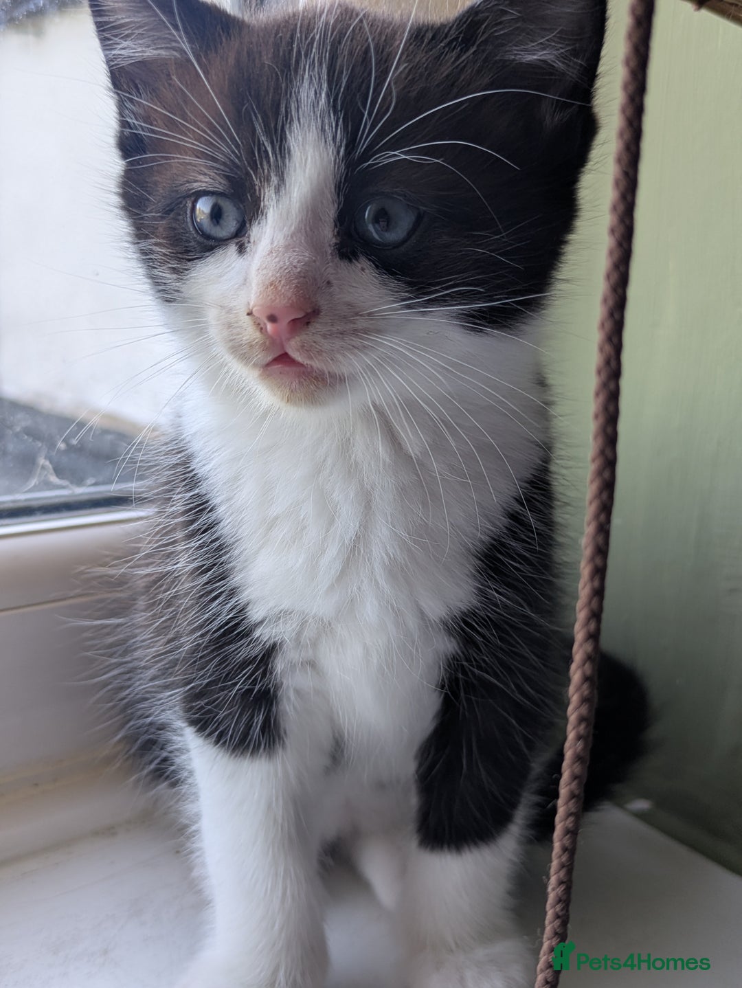 Mixed Breed cats for sale: Beautiful blue eyed kittens - Image 5