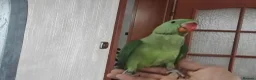 Parrots birds for sale: Alexandrine parrots hand reared babies super tamed - Advert 5