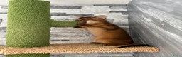 Abyssinian cats for sale: Last 2 boys ready to go!!! - Advert 4