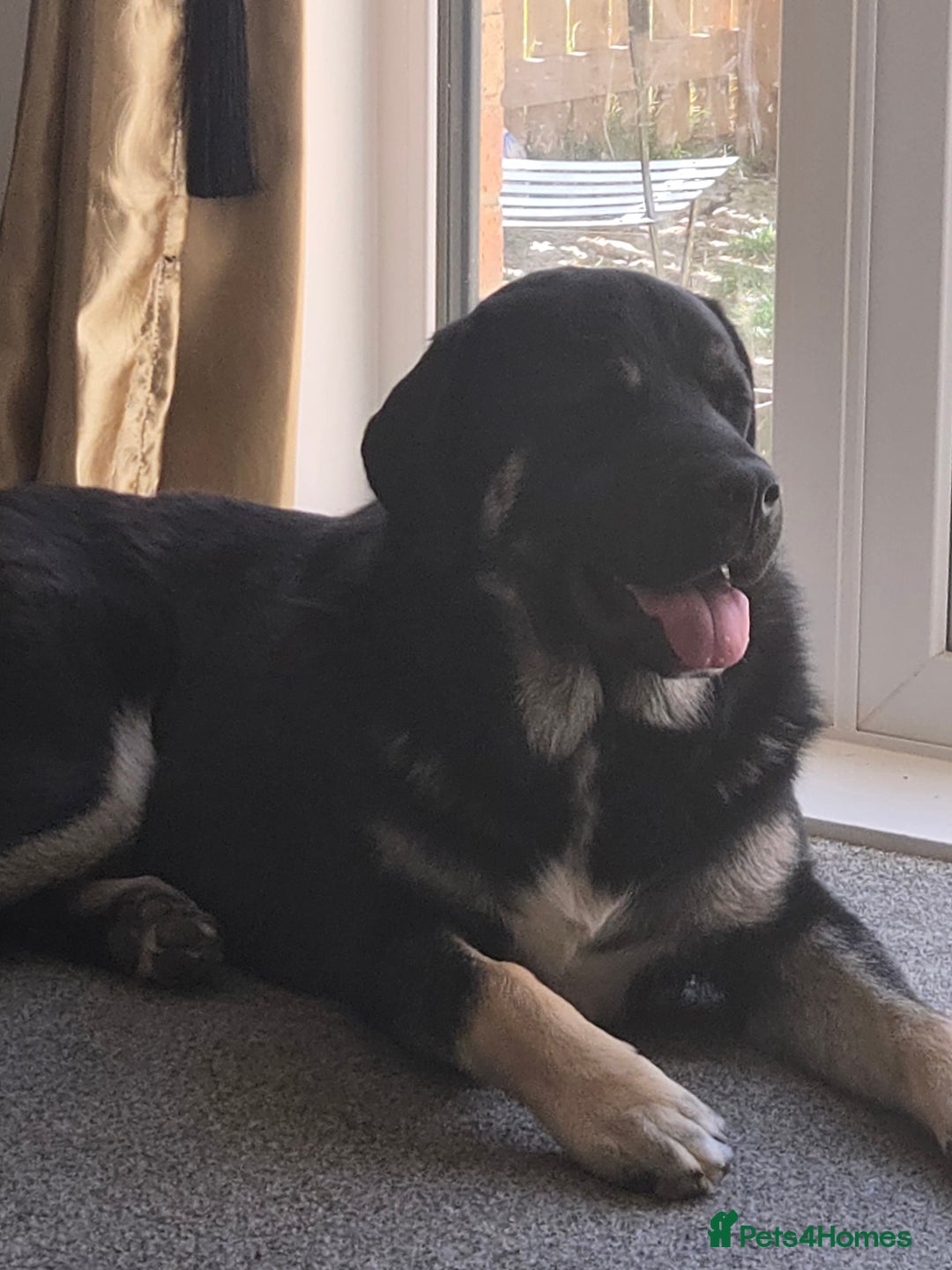 Mixed Breed dogs for sale: Caucasian shepherd/Cane corso  - Image 6