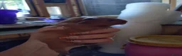 Guinea Pig rodents for sale: Baby guinea pig mix lot of males and females - Advert 4