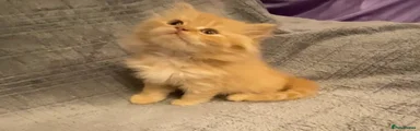 British longhair red male 
