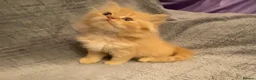 British Longhair cats for sale: British long and shorthair kittens  - Advert 16
