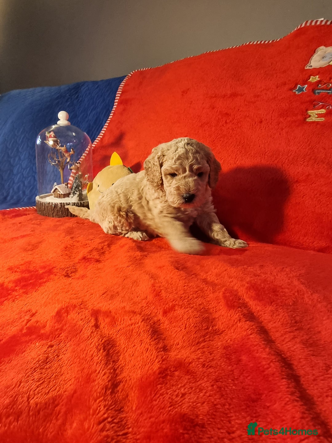 Miniature Poodle dogs for sale: Championline Miniature Poodle exceptional puppy. - Advert 13