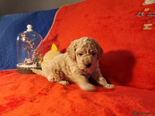 Miniature Poodle dogs Outstanding MiniPoodle exceptional champion lines. - Advert 13