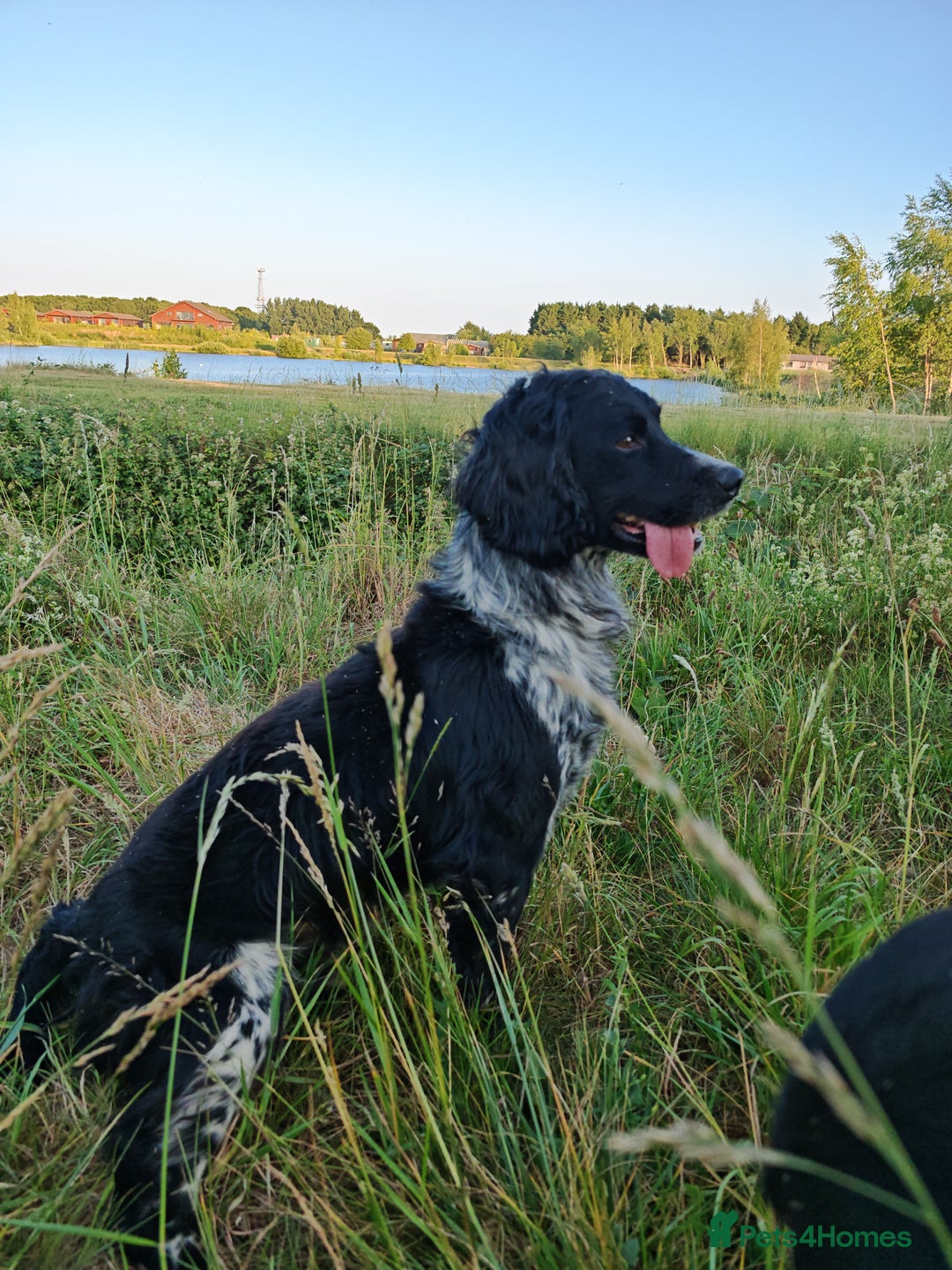 English Springer Spaniel dogs for sale: Chase - looking for quiet life - Advert 4
