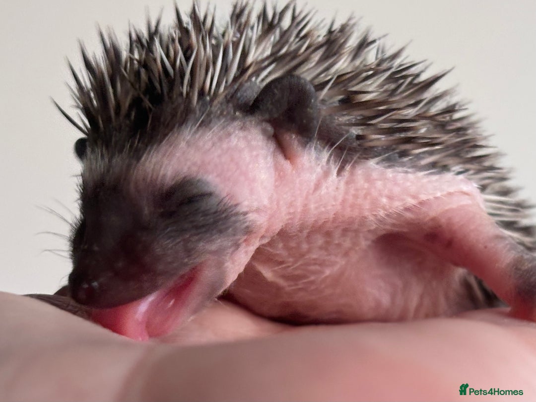 Pygmy Hedgehog rodents for sale: Girls Boys Ethically Bred African Pygmy Hedgehogs - Advert 16