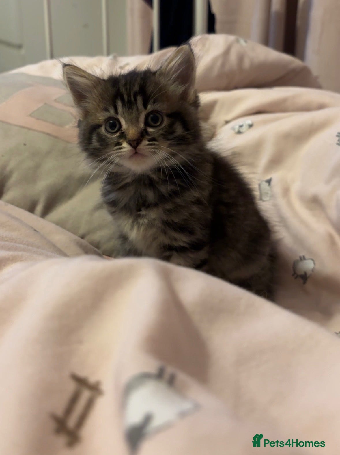 Mixed Breed cats 3 beautiful kittens looking for new homes  - Advert 1