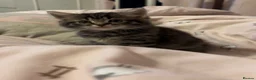 Mixed Breed cats for sale: 3 beautiful kittens looking for new homes  in Flint - Advert 1