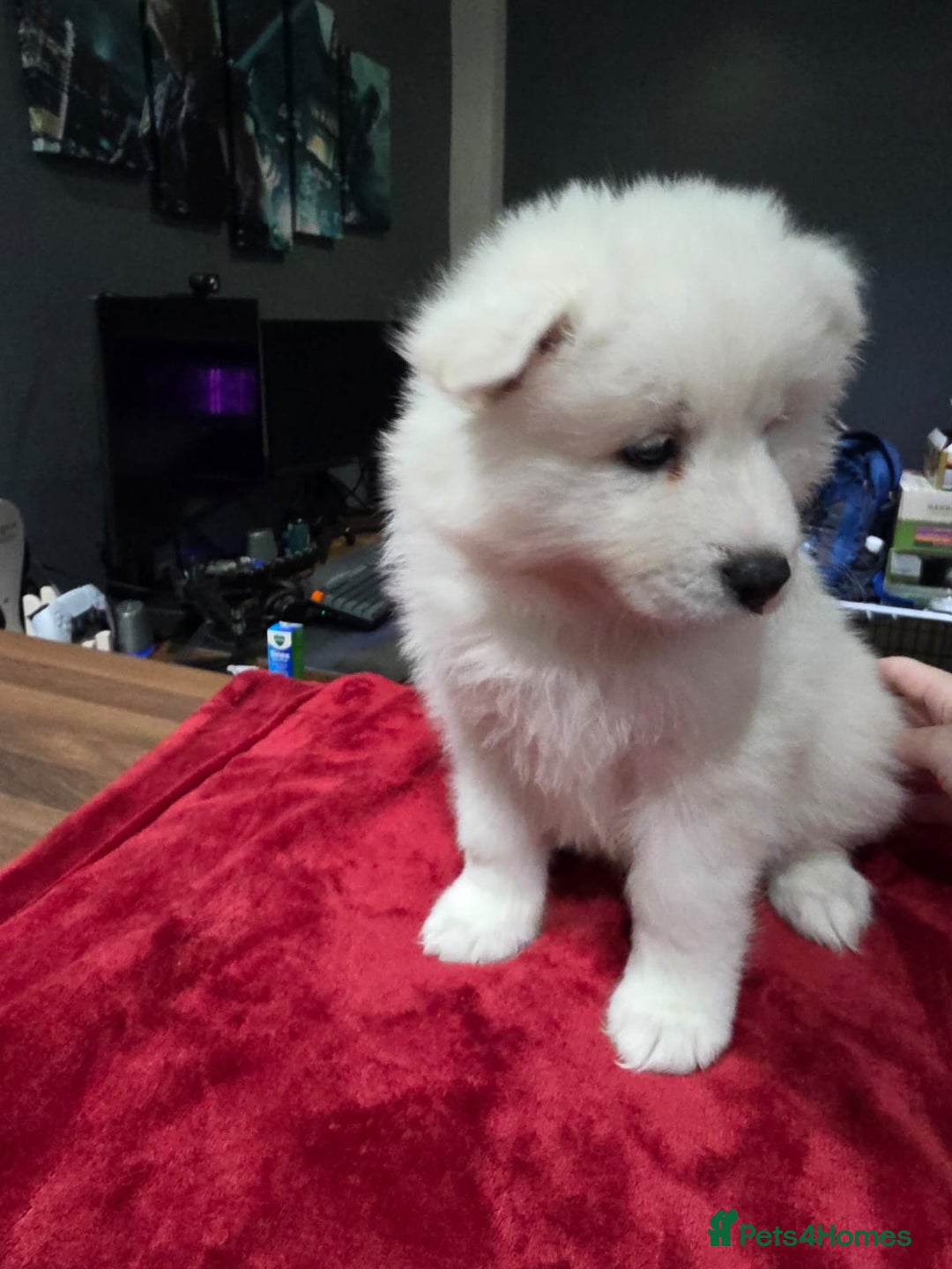 Samoyed dogs for sale: Samoyed puppies for sale  - Image 8