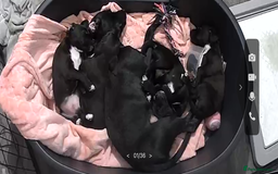 Mixed Breed dogs for sale: Patterjack puppies  - Image 1