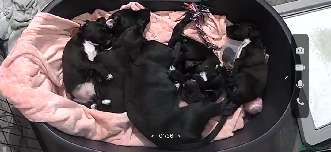 Mixed Breed dogs for sale: Patterjack puppies  - Image 1