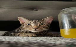 Bengal cats for sale: Max   - Advert 1