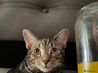 Bengal cats Max - Advert 1