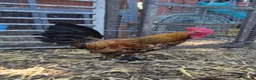 Chickens poultry for sale: Millefleur Sablepoot Chicks  - Advert 6