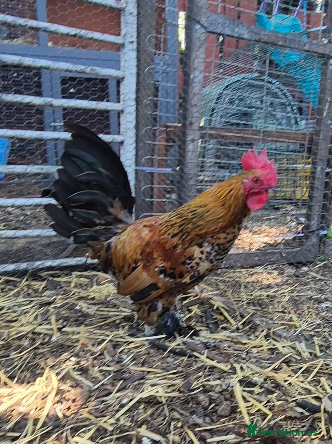 Chickens poultry for sale: Millefleur Sablepoot Chicks  - Advert 6