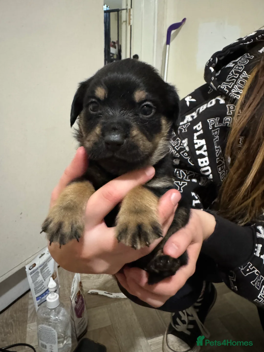 Mixed Breed dogs for sale: Rottweiler cross puppies - Advert 16