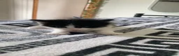 Mixed Breed cats for sale: Kittens for sale  in Nelson - Advert 3