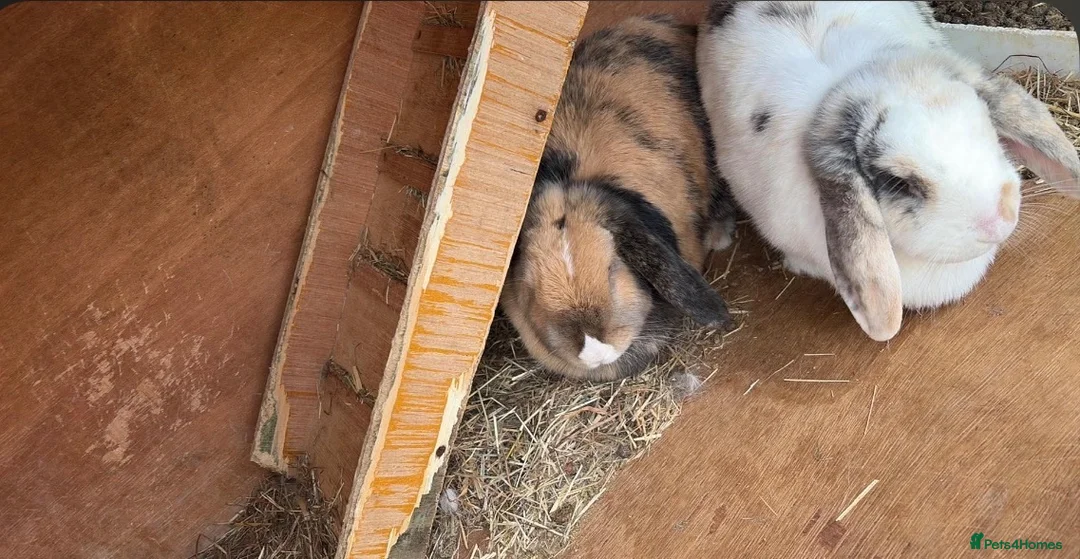 Mixed Breed rabbits for sale: Pre loved Mother & daughter loop rabbits - Advert 1