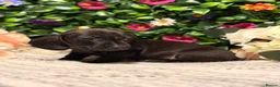 Dachshund dogs for sale: Standard Dachshund Puppies - READY NOW - Advert 35